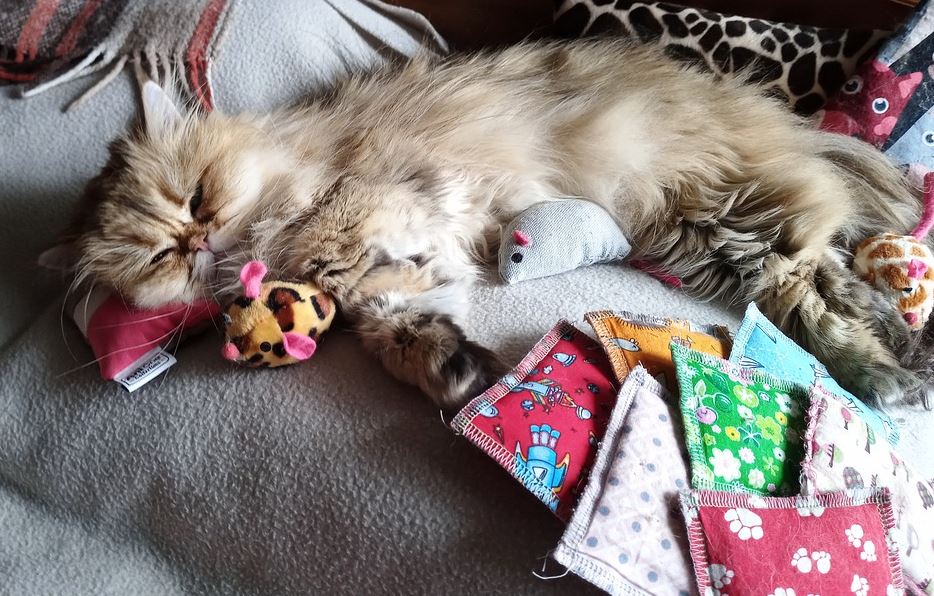 Top 10 Things to Do While Playing With Your Persian Cat