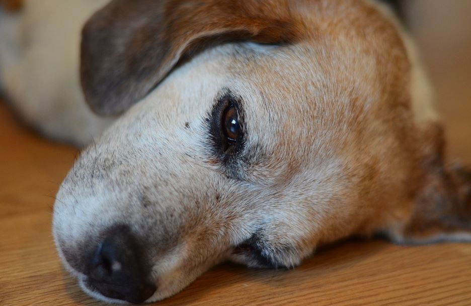 Bathroom Issues beagle disadvantages, beagle benefits, beagle pros and cons, why not to get a beagle, beagle behavior by age, beagles are the worst, beagle health issues