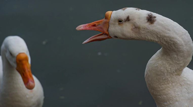 Bird Flu Facts bird flu symptoms in birds, avian influenza in pet birds, bird flu symptoms in budgies, what kind of diseases can you get from a bird pet, how to treat a sick bird at home, what to feed a sick bird