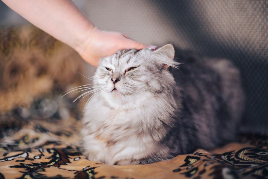 how to make your cat happy indoors, ways to make a cat happy, how to keep a cat from going outside, how to keep a single cat happy, tips to make a cat happy