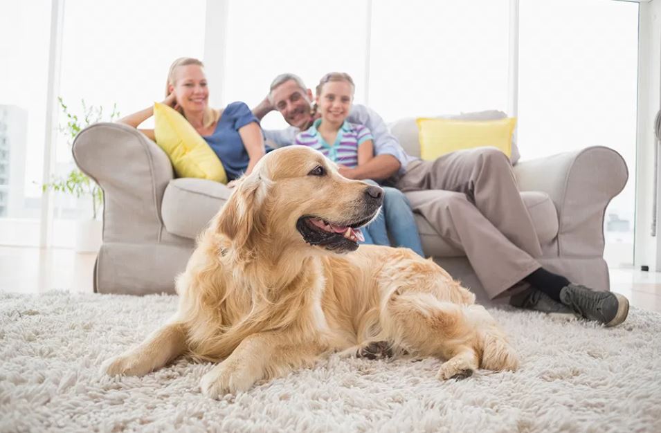 Use Childproof Latches pet-friendly wall covering, pet-safe home, pet-friendly wall paint, pet-friendly decorating, dog friendly house designs, pet-friendly house