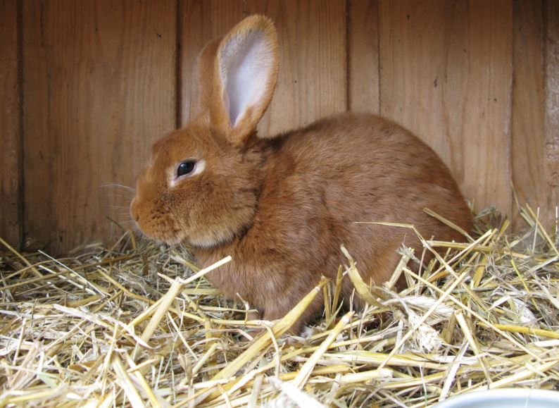 how much space does a rabbit need in its cage, rabbit cage size guide, what size hutch for 2 rabbits, rabbit cage size for breeding