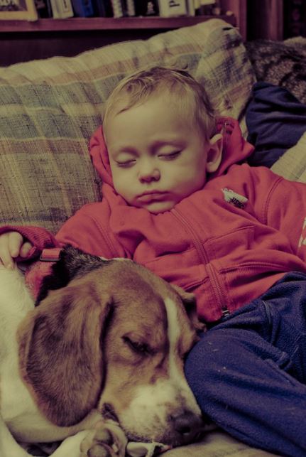 Friendly beagle disadvantages, beagle benefits, beagle pros and cons, why not to get a beagle, beagle behavior by age