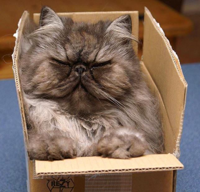 Top 10 Things to Do While Playing With Your Persian Cat