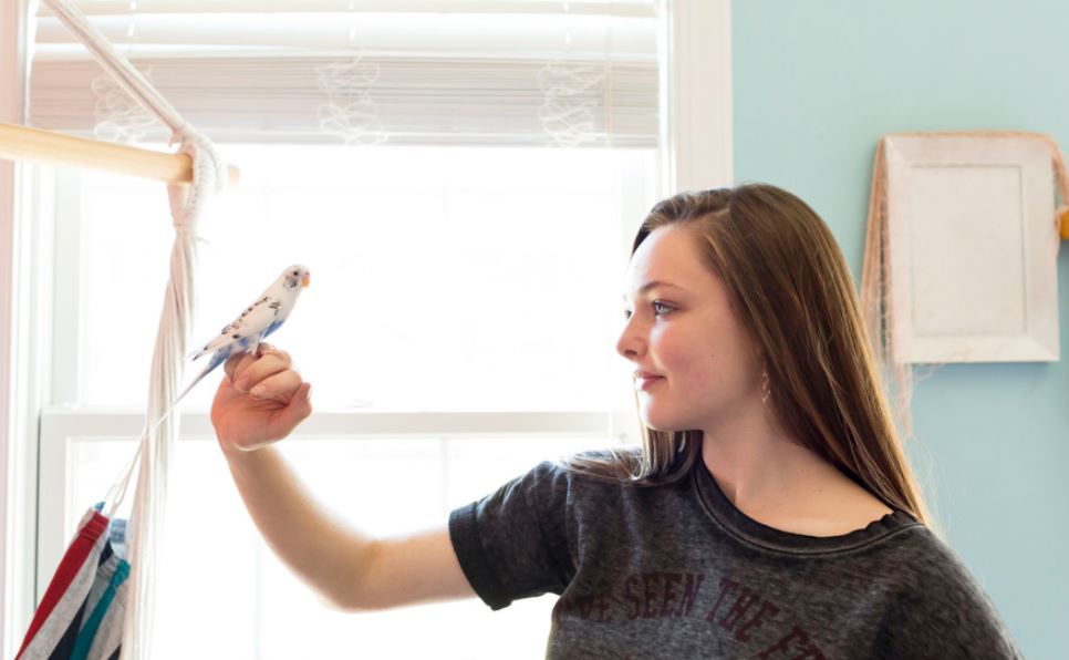 Keep Your Pet Bird Healthy and Hygienic bird flu symptoms in birds, avian influenza in pet birds, bird flu symptoms in budgies, what kind of diseases can you get from a bird pet