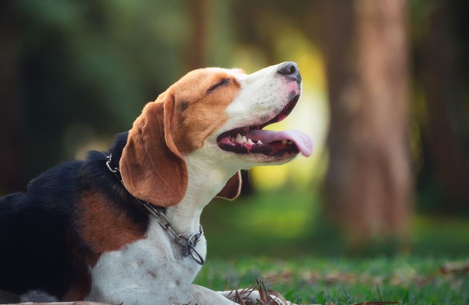 Loud beagle disadvantages, beagle benefits, beagle pros and cons, why not to get a beagle, beagle behavior by age, beagles are the worst, beagle health issues