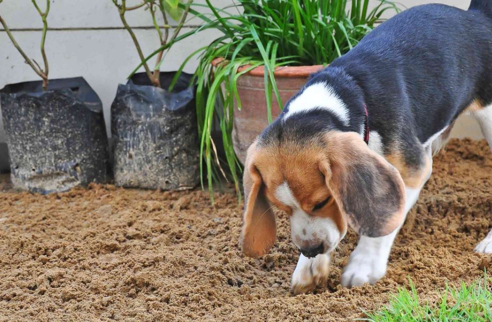 Love Digging beagle disadvantages, beagle benefits, beagle pros and cons, why not to get a beagle, beagle behavior by age, beagles are the worst, beagle health issues