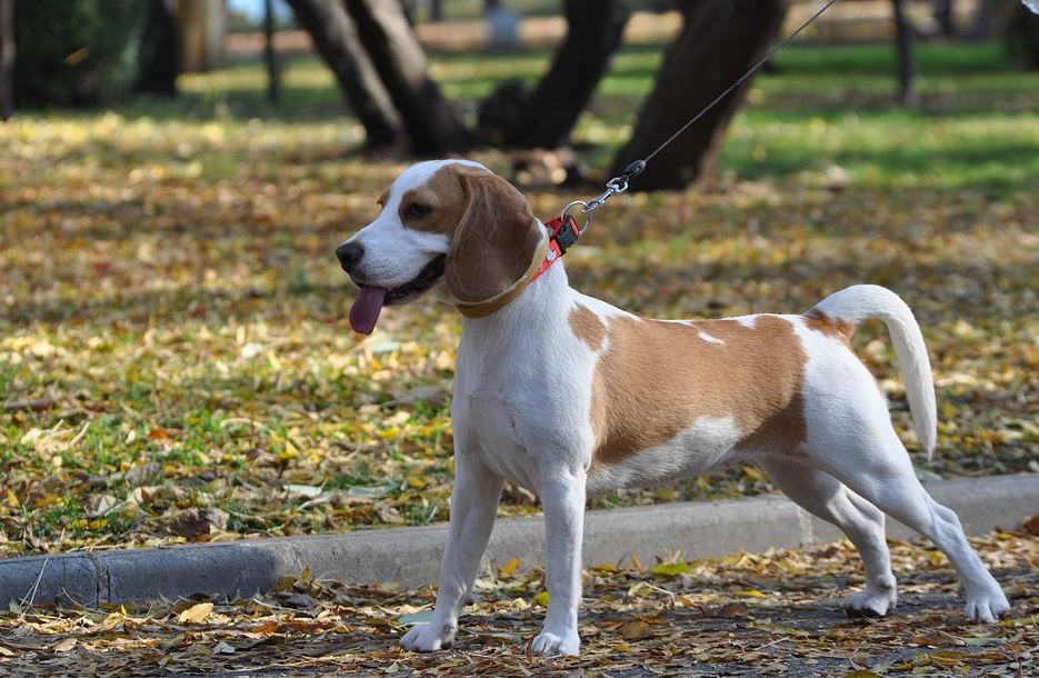 Low maintenance beagle disadvantages, beagle benefits, beagle pros and cons, why not to get a beagle, beagle behavior by age