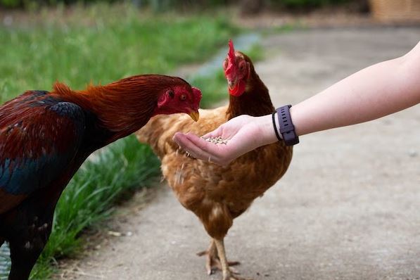 Pet Birds and Bird Flu bird flu symptoms in birds, avian influenza in pet birds, bird flu symptoms in budgies, what kind of diseases can you get from a bird pet, how to treat a sick bird at home, what to feed a sick bird, avian influenza
