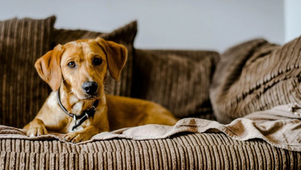 Scratchpads dog friendly house designs, pet-friendly house, dog-proof walls, pet-friendly interior design
