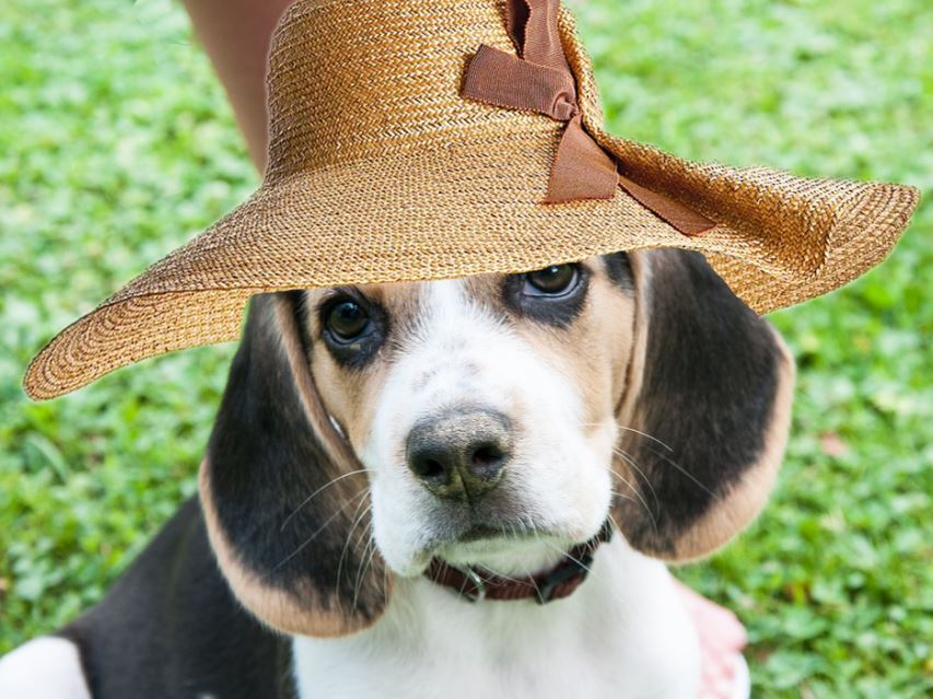 Small beagle disadvantages, beagle benefits, beagle pros and cons, why not to get a beagle, beagle behavior by age