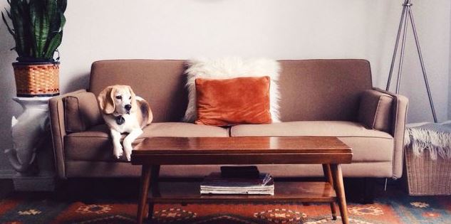 Strings and Threads pet-friendly wall covering, pet-safe home, pet-friendly wall paint, pet-friendly decorating, dog friendly house designs