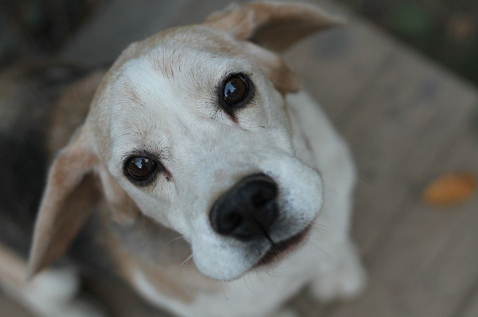 Stubborn beagle disadvantages, beagle benefits, beagle pros and cons, why not to get a beagle, beagle behavior by age, beagles are the worst, beagle health issues