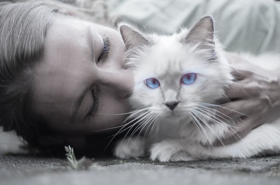 how to make your cat happy indoors, ways to make a cat happy, how to keep a cat from going outside, how to keep a single cat happy, tips to make a cat happy, tips to keep a cat happy in a dorm, how to make a cat happy in a new home