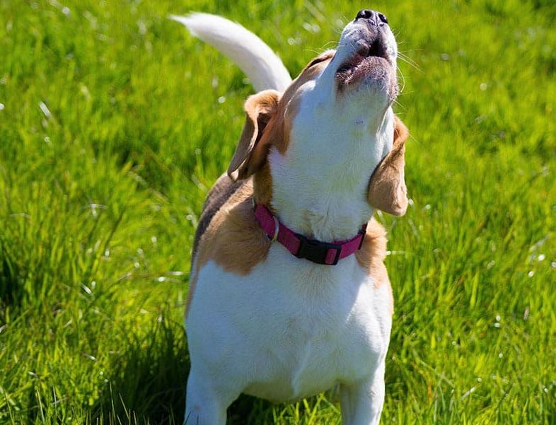 Too Much Attention Seeker beagle disadvantages, beagle benefits, beagle pros and cons, why not to get a beagle, beagle behavior by age, beagles are the worst, beagle health issues