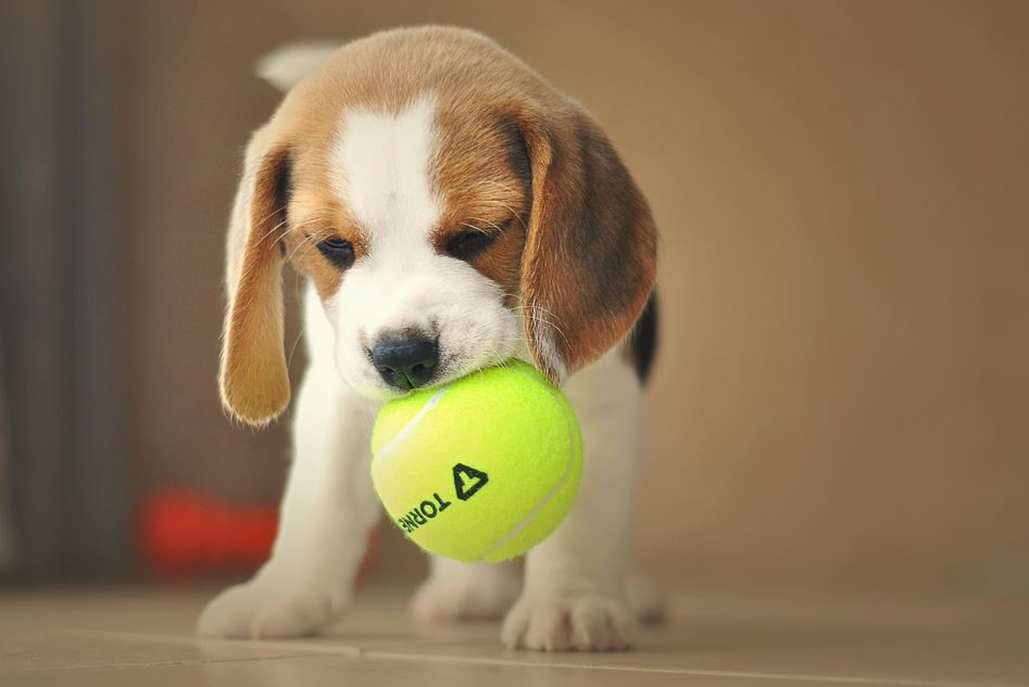 Versatile beagle disadvantages, beagle benefits, beagle pros and cons, why not to get a beagle, beagle behavior by age