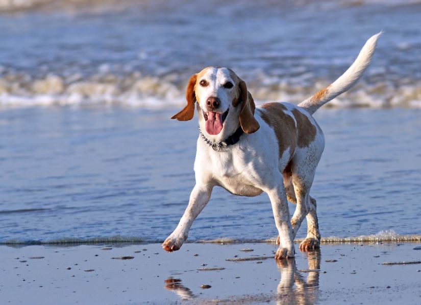 beagle disadvantages, beagle benefits