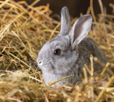 bedding how much space does a rabbit need in its cage, rabbit cage size guide, what size hutch for 2 rabbits