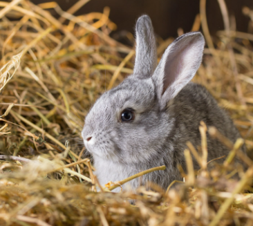 how much space does a rabbit need in its cage, rabbit cage size guide, what size hutch for 2 rabbits