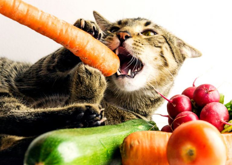 10 Best Healthy Human Foods Cats Can Eat Pet Food