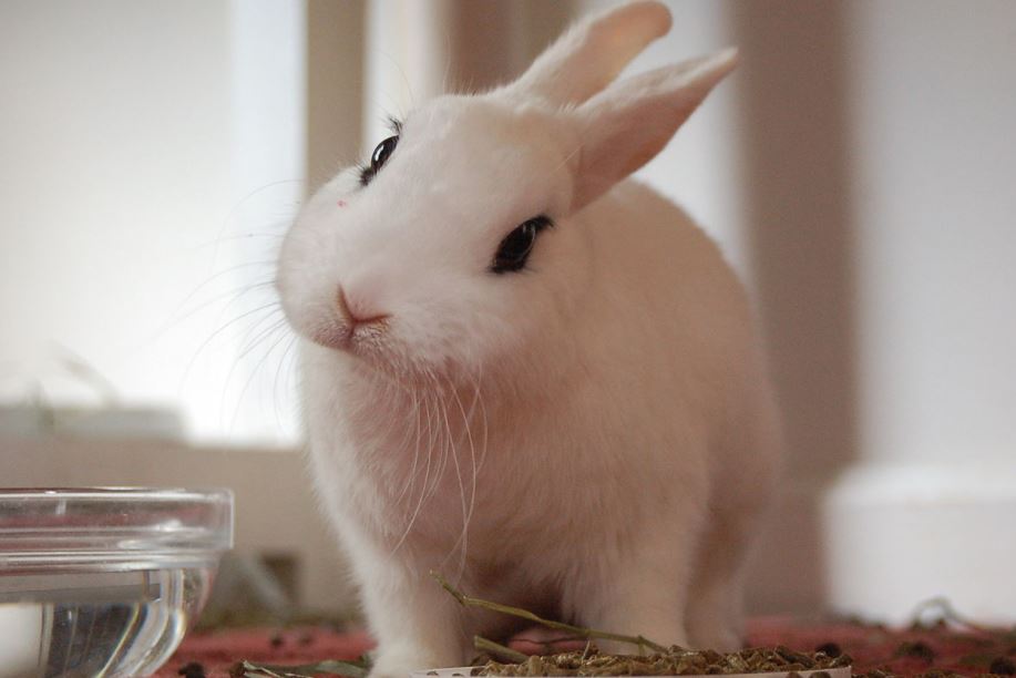10 Best Pet Rabbit Breeds Available in India Pet Tips