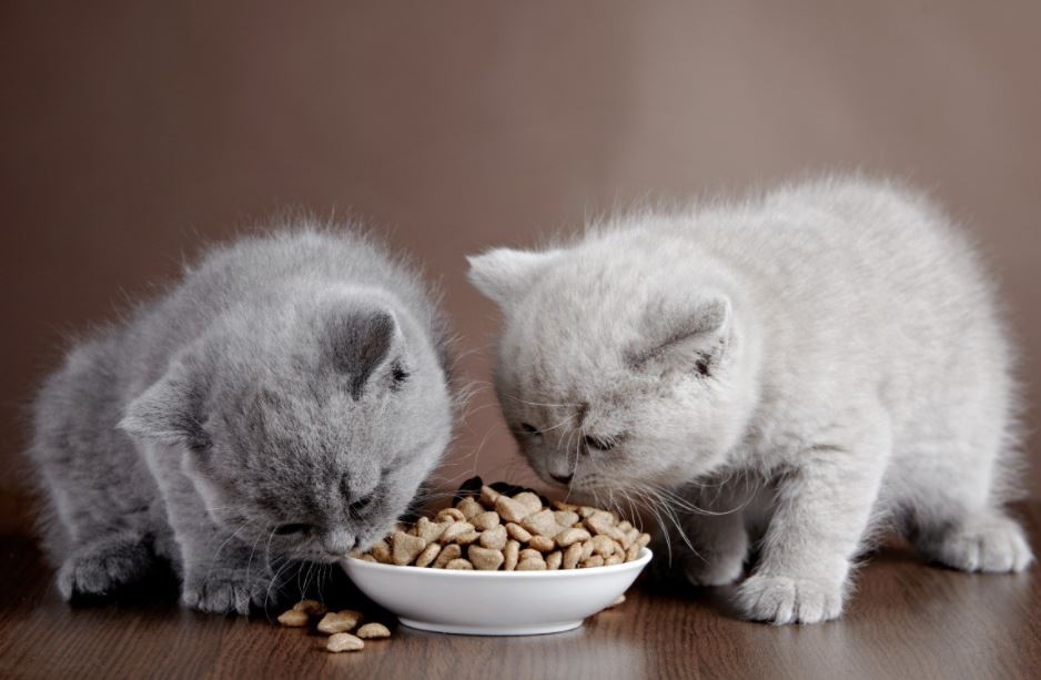 what human food can cat eat, what human foods can cat eat, human foods that cats can eat, human foods cats can eat, what kind of human foods can cat eat,
