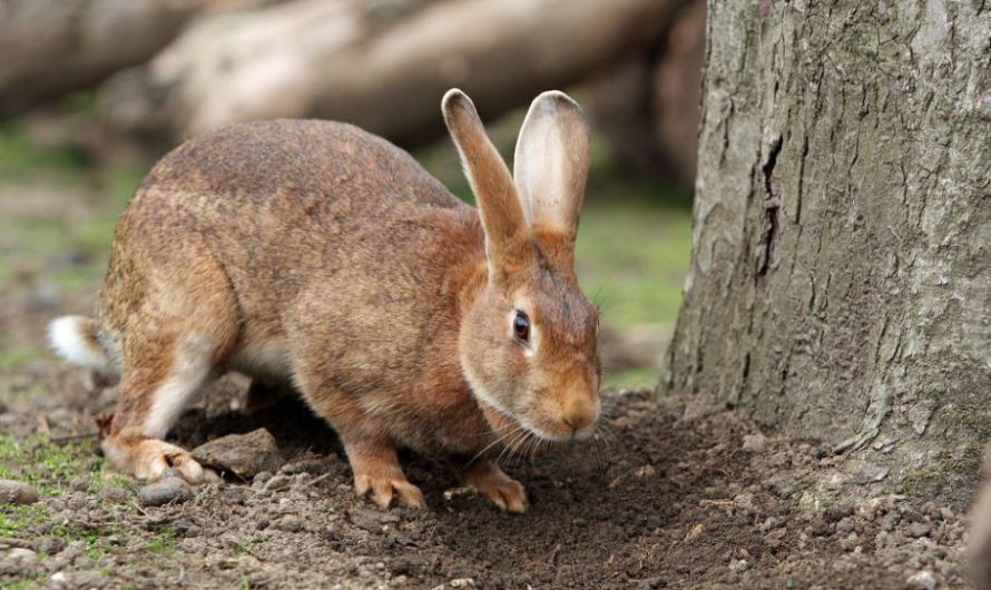 10 Best Pet Rabbit Breeds Available in India