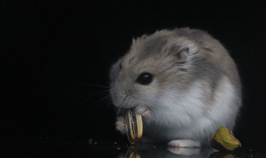 Things You Should Consider While Adopting Hamsters | Hamsters as Pets Complete Information