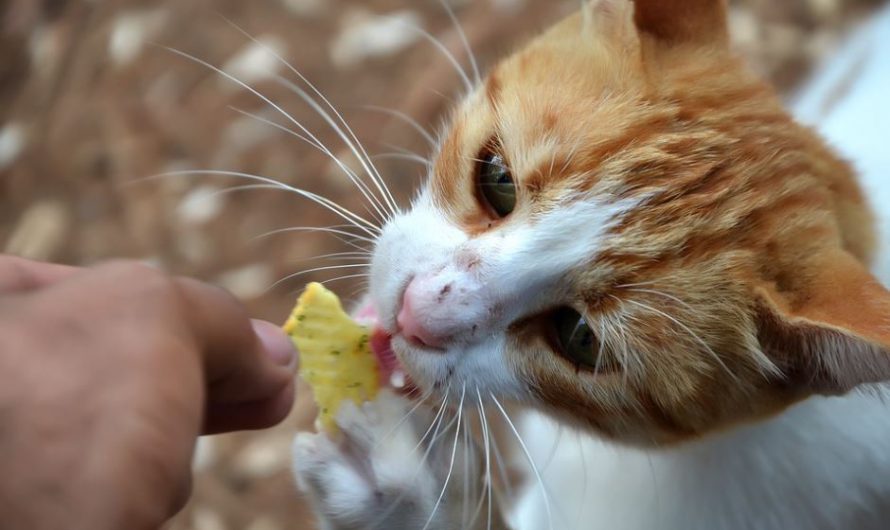10 Best Healthy Human Foods Cats Can Eat