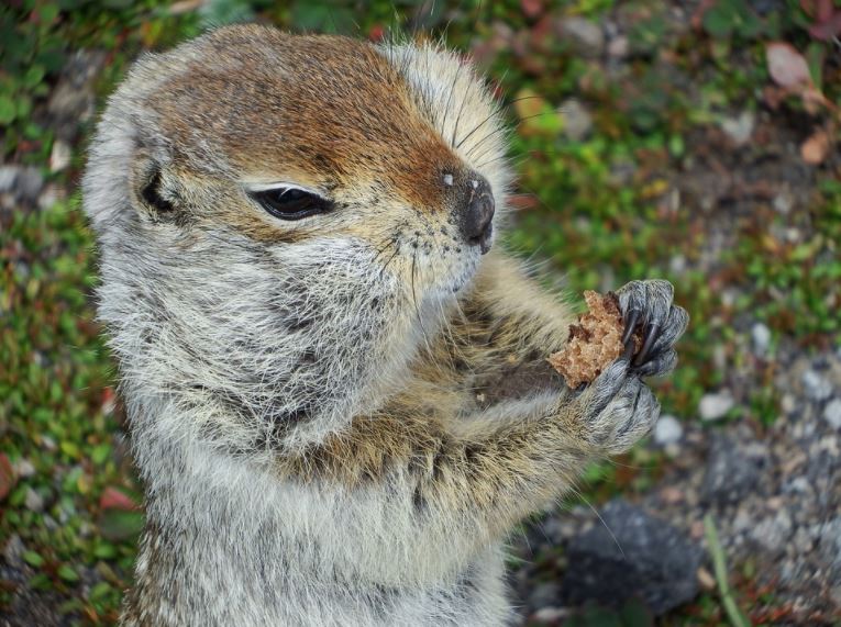 Top 10 Hamster Food Brands Best Food for Hamsters Hamsters