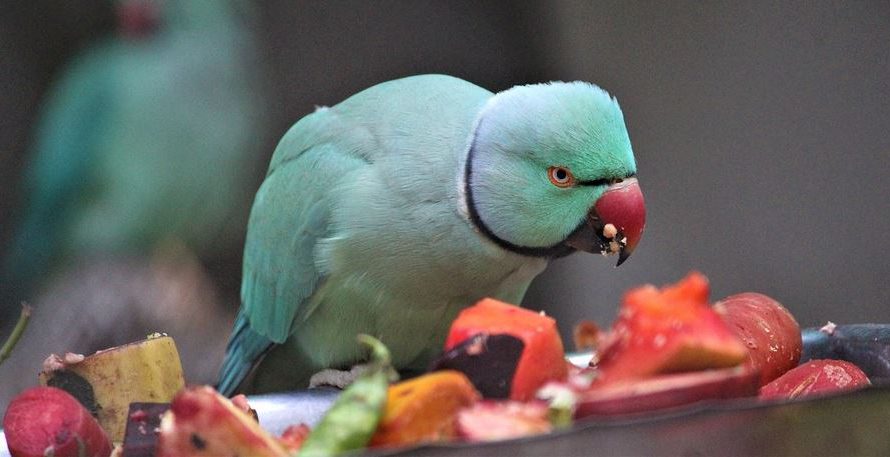 Top 10 Foods for Parrots | Famous Parrot Food Brands