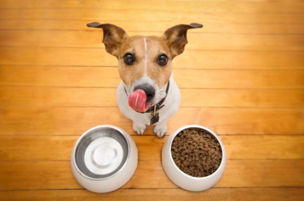 Top 5 Healthy Homemade Dog Food Recipes | Best Homemade Dog Foods