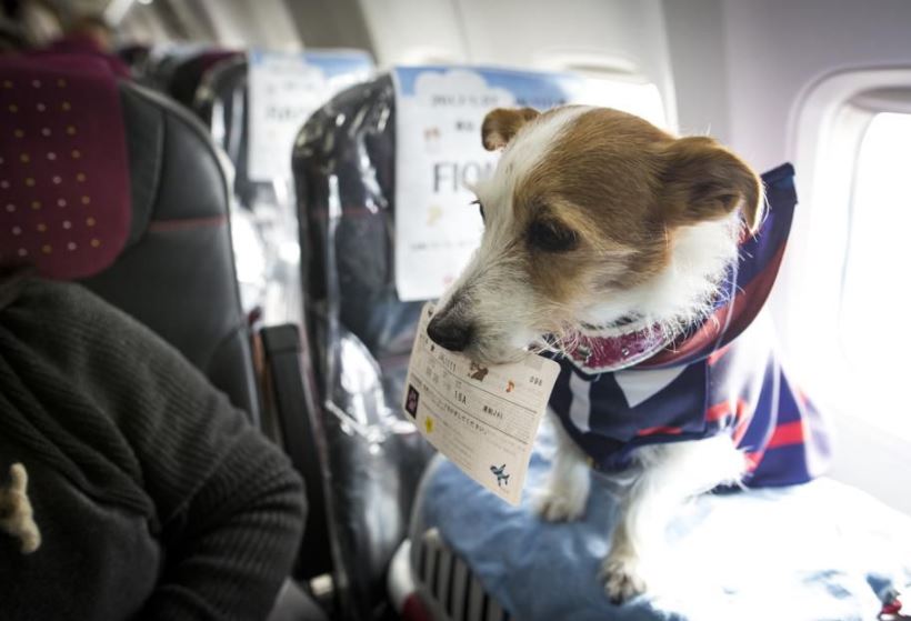 tips on traveling with pets, travel tips for traveling with pets