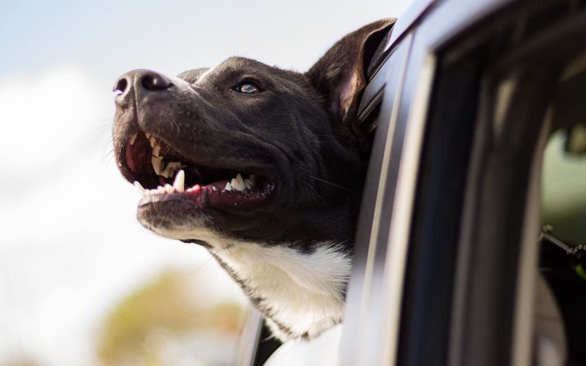 The 10 Tips for Traveling with Pets on a Road Trip