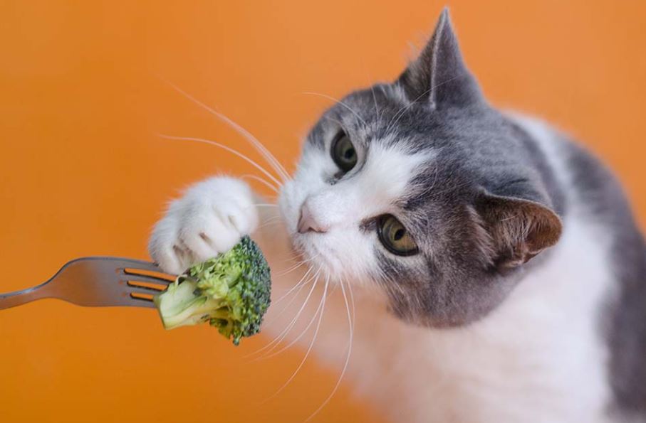 what human food can cat eat, what human foods can cat eat, human foods that cats can eat, human foods cats can eat, what kind of human foods can cat eat,