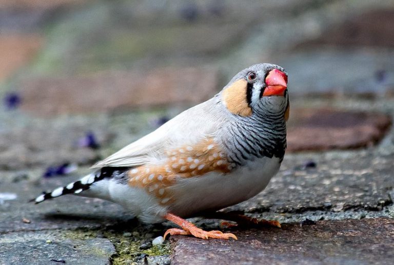 The Best Pet Birds In India Friendly Pet Bird Species