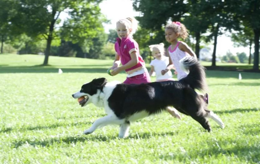 top 10 most kid-friendly dog breeds, top 10 most child-friendly dog breeds, famous child-friendly dog breeds