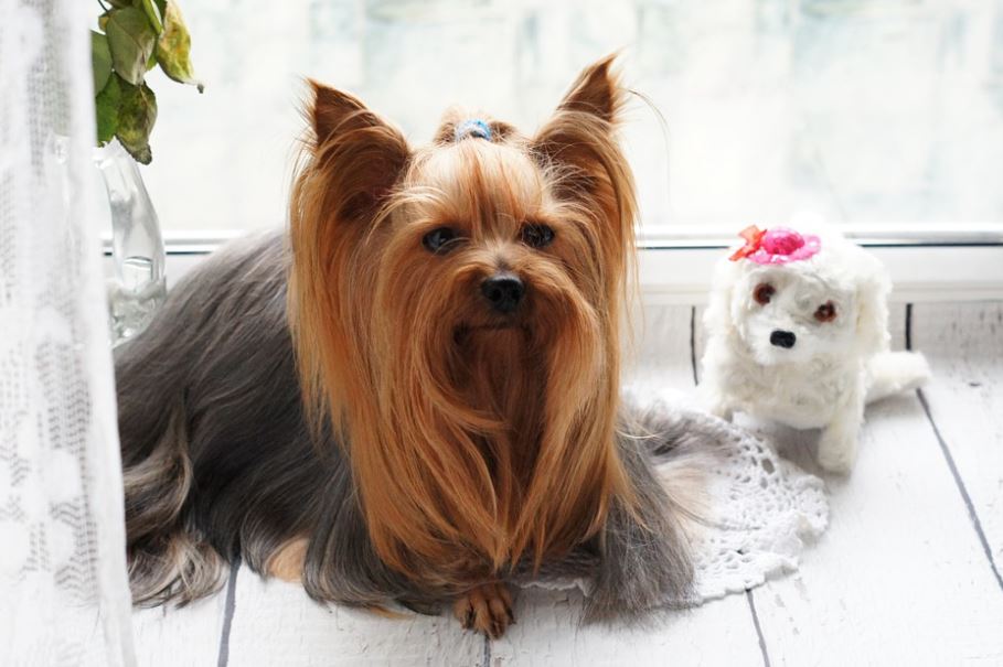 Brush Your Pets Regularly grooming tips pets, pets grooming tips for beginners, grooming tips for pets, grooming tips pets at home