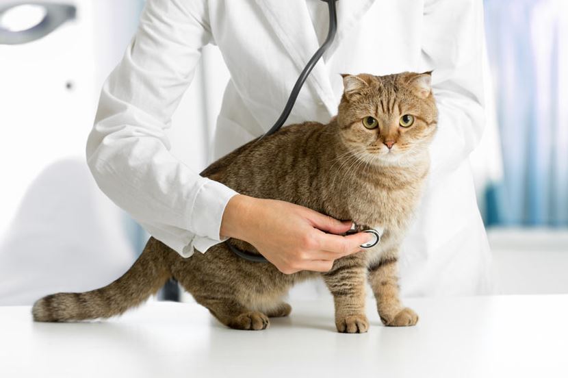 common health problems for cats, common health problems in cats, common health problems in older cats, common health problems in cat breeds, common health problems in senior cats