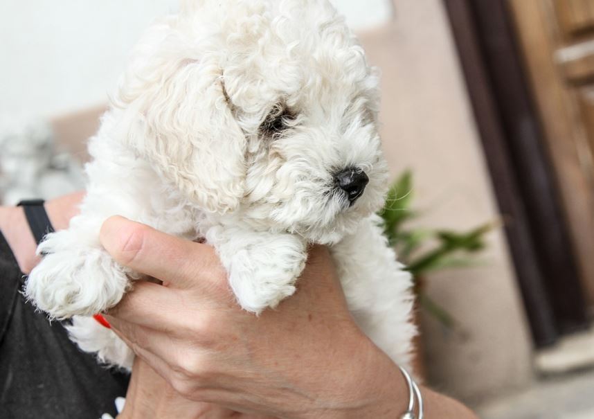Choose a Shampoo Made for Pets grooming tips pets, pets grooming tips for beginners, grooming tips for pets, grooming tips pets at home, pets grooming tips at home