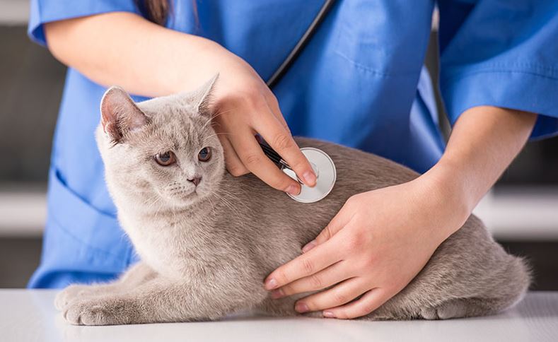 common health problems in cat breeds, common health problems in senior cats, most common health problems with cats, common health problems in small cats