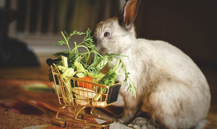 What to Feed Your Rabbits | Foods for Rabbits to Avoid