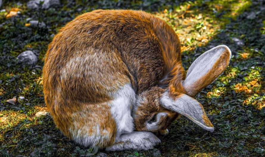 The 10 Very Common Health Issues and Problems in Your Rabbit