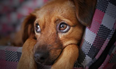 how to treat dry skin on dogs, how to treat dogs with dry skin, how to treat dry skin for dogs, home remedies to give your dog some natural relief from dry skin, how to prevent dog dry skin
