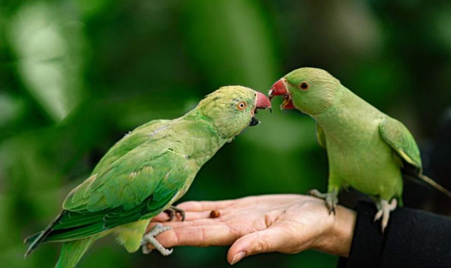 Planning to Get a Pet Bird: Here Are The 10 Best Pet Birds For Beginners