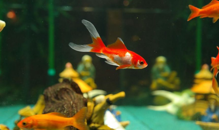 Best Pet Fish For Beginners | Top 10 Pet Fish For Beginners 