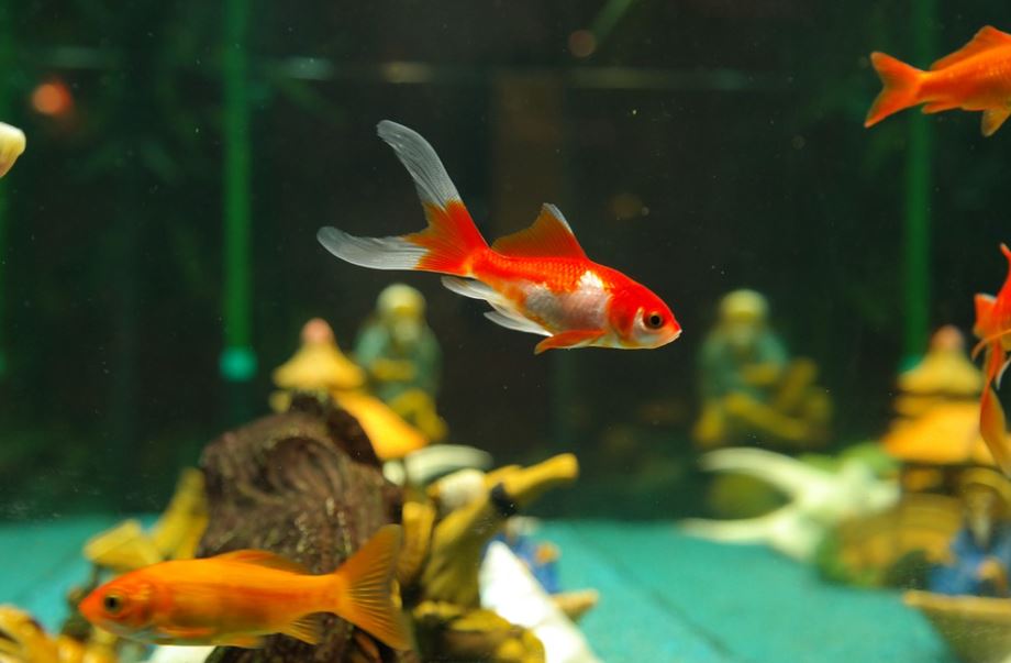 Best Pet Fish For Beginners | Top 10 Pet Fish For Beginners - Pets Fish