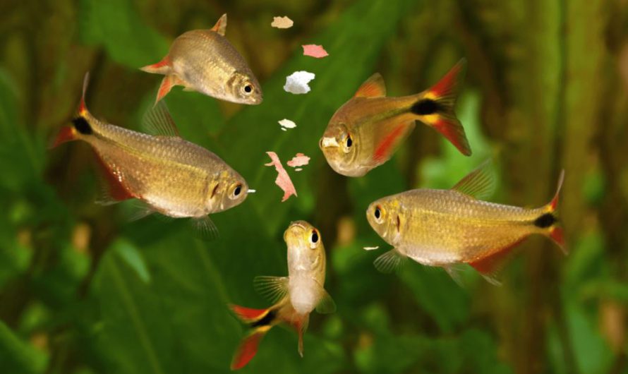 What Type of Fish Food is Best Suited to Your Pet Fishes