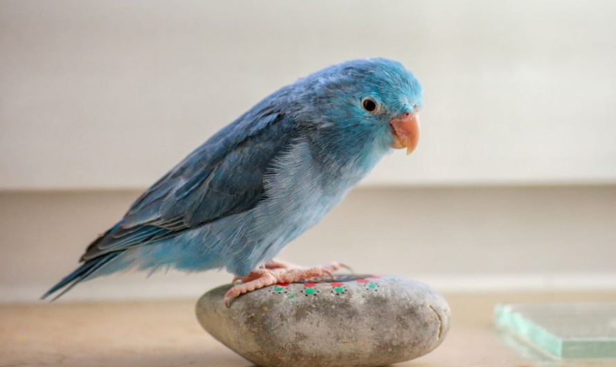 Things You Need to Consider While Adopting Parrotlets as Pet