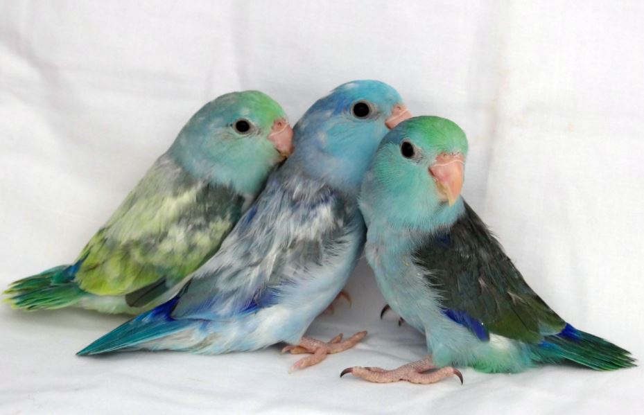 Feeding parrotlets caring tips, how to care parrotlets, things to know about parrotlets